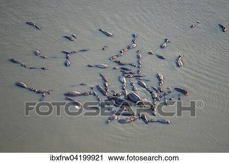 Stock Image - Hippopotamuses (Hippopotamus amphibicus) standing in shallow water, aerial view, Luangwa River, South Luangwa National Park, Zambia, Africa. Fotosearch