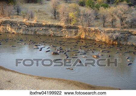 Stock Image - Hippopotamuses (Hippopotamus amphibicus) in shallow water, in front of steep shore, morning light, aerial view, Luangwa River, South Luangwa National Park, Zambia, Africa. Fotosearch