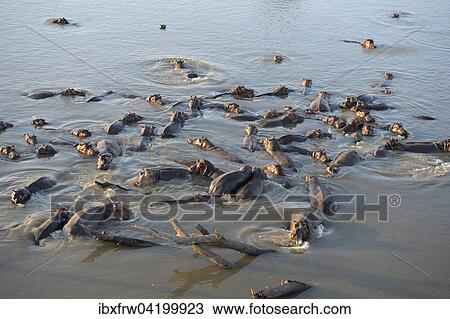 Hippopotamuses (Hippopotamus amphibicus) standing in shallow water, aerial view, Luangwa River, South Luangwa National Park, Zambia, Africa View Large Photo Image Stock Image - Hippopotamuses (Hippopotamus amphibicus) standing in shallow water, aerial view, Luangwa River, South Luangwa National Park, Zambia, Africa. Fotosearch