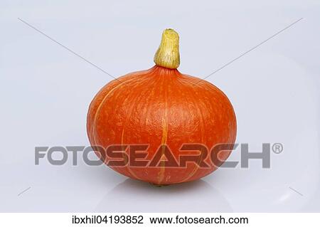 Hokkaido squash View Large Photo Image Stock Image - Hokkaido squash. Fotosearch