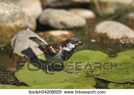 House sparrow (Passer domesticus), male, on a lily pad in the pond, Bavaria, Germany, Europe View Large Photo Image Stock Photo - House sparrow (Passer domesticus), male, on a lily pad in the pond, Bavaria, Germany, Europe. Fotosearch