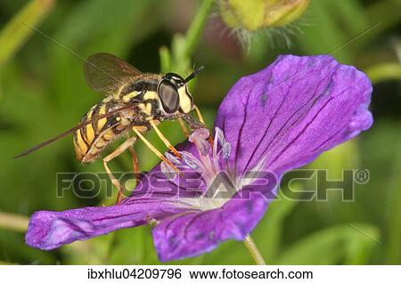 Hoverfly (Chrysotoxum cautum), female feeding on pollen from a bloody crane's-bill (Geranium sanguineum), Germany, Europe View Large Photo Image Stock Photograph - Hoverfly (Chrysotoxum cautum), female feeding on pollen from a bloody crane's-bill (Geranium sanguineum), Germany, Europe. Fotosearch