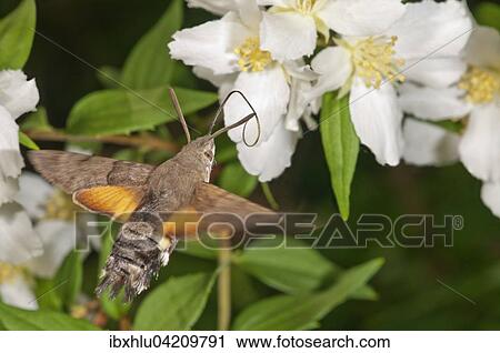 Stock Image - Hummingbird hawk-moth (Macroglossum stellatarum) approaching a Spirea (Spiraea) flower, Baden-Wurttemberg, Germany, Europe. Fotosearch