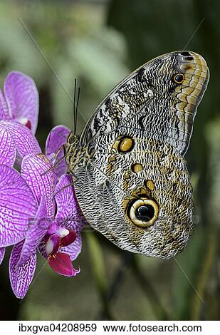 的 hosteria mariposas de mindo 厄瓜多尔 南美洲