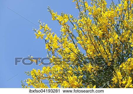 Italian Cytisus (Cytisus sessilifolius), flowering, Thuringia, Germany, Europe View Large Photo Image Stock Image - Italian Cytisus (Cytisus sessilifolius), flowering, Thuringia, Germany, Europe. Fotosearch