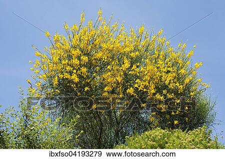 Italian Cytisus (Cytisus sessilifolius), flowering, Thuringia, Germany, Europe View Large Photo Image Stock Photo - Italian Cytisus (Cytisus sessilifolius), flowering, Thuringia, Germany, Europe. Fotosearch
