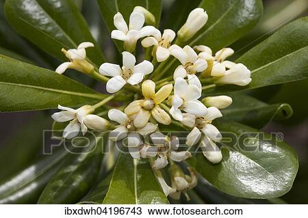 Japanese pittosporum, mock-orange or cheesewood (Pittosporum tobira), prevalent in China, Japan, South Korea, Asia View Large Photo Image Stock Image - Japanese pittosporum, mock-orange or cheesewood (Pittosporum tobira), prevalent in China, Japan, South Korea, Asia. Fotosearch