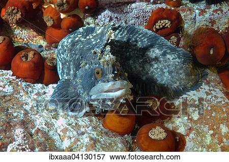 Japanese Warbonnet or Fringed Blenny (Chirolophis japonicus), Sea of Japan, Primorsky Krai, Russian Federation View Large Photo Image Stock Photo - Japanese Warbonnet or Fringed Blenny (Chirolophis japonicus), Sea of Japan, Primorsky Krai, Russian Federation. Fotosearch