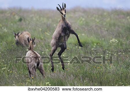 Jumping Chamois (Rupicapra rupicapra), Vosges, France, Europe View Large Photo Image Stock Image - Jumping Chamois (Rupicapra rupicapra), Vosges, France, Europe. Fotosearch
