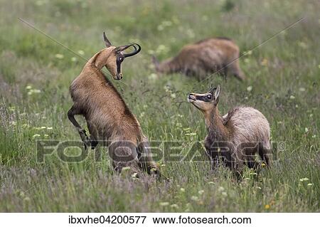 Jumping Chamois (Rupicapra rupicapra), Vosges, France, Europe View Large Photo Image Stock Photo - Jumping Chamois (Rupicapra rupicapra), Vosges, France, Europe. Fotosearch