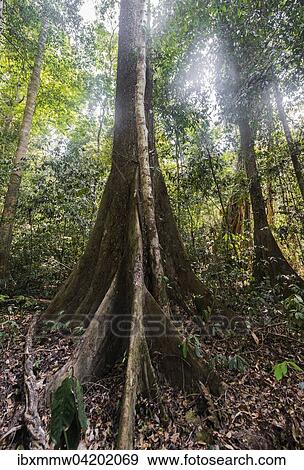 Jungle, Kuala Tahan, Taman Negara National Park, Malaysia, Asia View Large Photo Image Stock Photo - Jungle, Kuala Tahan, Taman Negara National Park, Malaysia, Asia. Fotosearch