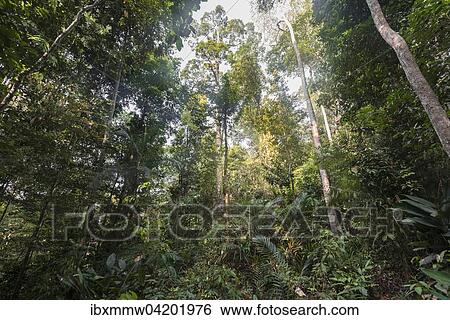 Stock Photograph - Jungle, Kuala Tahan, Taman Negara National Park, Malaysia, Asia. Fotosearch
