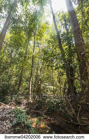 Jungle, Kuala Tahan, Taman Negara National Park, Malaysia, Asia View Large Photo Image Stock Photograph - Jungle, Kuala Tahan, Taman Negara National Park, Malaysia, Asia. Fotosearch