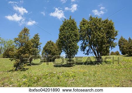 Juniper heathland, Common Juniper (Juniperus communis), near Craula, Thuringia, Germany, Europe View Large Photo Image Stock Image - Juniper heathland, Common Juniper (Juniperus communis), near Craula, Thuringia, Germany, Europe. Fotosearch