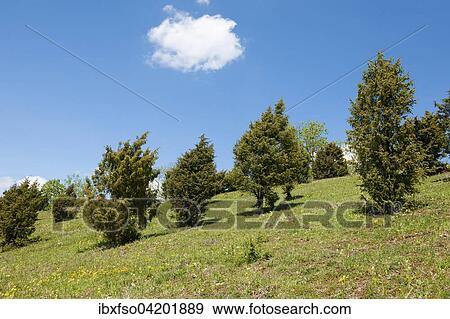 Juniper heathland, Common Juniper (Juniperus communis), near Craula, Thuringia, Germany, Europe View Large Photo Image Stock Photo - Juniper heathland, Common Juniper (Juniperus communis), near Craula, Thuringia, Germany, Europe. Fotosearch
