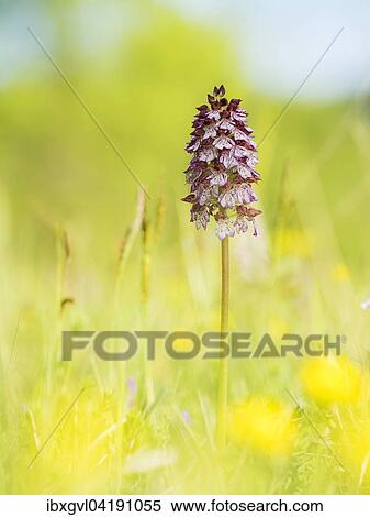 Lady orchid (Orchis purpurea) amongst dry grass, Dragonja, Slovenia, Europe View Large Photo Image Stock Photography - Lady orchid (Orchis purpurea) amongst dry grass, Dragonja, Slovenia, Europe. Fotosearch