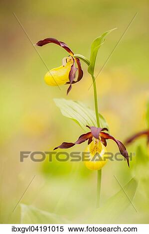 Lady's-slipper orchid (Cypripedium calceolus), Halltal, Tyrol, Austria, Europe View Large Photo Image Stock Photography - Lady's-slipper orchid (Cypripedium calceolus), Halltal, Tyrol, Austria, Europe. Fotosearch
