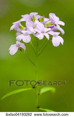 Large-flowered Bittercress (Cardamine bulbifera, Dentaria bulbifera), flowering, Hainich National Park, Thuringia, Germany, Europe View Large Photo Image Stock Image - Large-flowered Bittercress (Cardamine bulbifera, Dentaria bulbifera), flowering, Hainich National Park, Thuringia, Germany, Europe. Fotosearch