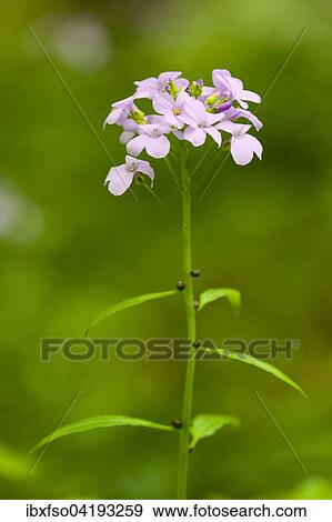 Large-flowered Bittercress (Cardamine bulbifera, Dentaria bulbifera), flowering, Hainich National Park, Thuringia, Germany, Europe View Large Photo Image Stock Photo - Large-flowered Bittercress (Cardamine bulbifera, Dentaria bulbifera), flowering, Hainich National Park, Thuringia, Germany, Europe. Fotosearch