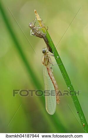 Large red damselfly (Pyrrhosoma nymphula) shortly after hatching, Hesse, Germany, Europe View Large Photo Image Picture - Large red damselfly (Pyrrhosoma nymphula) shortly after hatching, Hesse, Germany, Europe. Fotosearch