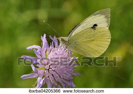 Large white (Pieris brassicae) butterfly sitting on a honeysuckle (Scabiosa sp. ), North Rhine-Westphalia, Germany, Europe View Large Photo Image Stock Photograph - Large white (Pieris brassicae) butterfly sitting on a honeysuckle (Scabiosa sp. ), North Rhine-Westphalia, Germany, Europe. Fotosearch