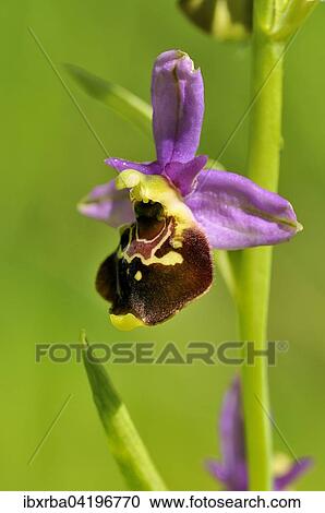 Late Spider-orchid (Ophrys holoserica), inflorescence, Baden-Wurttemberg, Germany, Europe View Large Photo Image Stock Image - Late Spider-orchid (Ophrys holoserica), inflorescence, Baden-Wurttemberg, Germany, Europe. Fotosearch