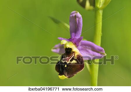 Late Spider-orchid (Ophrys holoserica), inflorescence, Baden-Wurttemberg, Germany, Europe View Large Photo Image Stock Image - Late Spider-orchid (Ophrys holoserica), inflorescence, Baden-Wurttemberg, Germany, Europe. Fotosearch