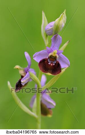 Late Spider-orchid (Ophrys holoserica), inflorescence, Baden-Wurttemberg, Germany, Europe View Large Photo Image Stock Photography - Late Spider-orchid (Ophrys holoserica), inflorescence, Baden-Wurttemberg, Germany, Europe. Fotosearch