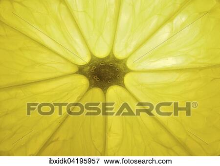 Lemon, close-up, flesh of the fruit, bright yellow View Large Photo Image Stock Photo - Lemon, close-up, flesh of the fruit, bright yellow. Fotosearch