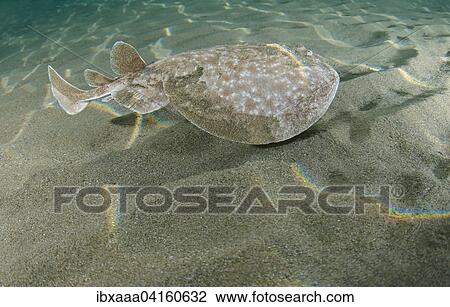 Leopard Torpedo (Torpedo panthera) swims over a sandy bottom, Red Sea, Marsa Alam, Abu Dabab, Egypt, Africa View Large Photo Image Stock Image - Leopard Torpedo (Torpedo panthera) swims over a sandy bottom, Red Sea, Marsa Alam, Abu Dabab, Egypt, Africa. Fotosearch
