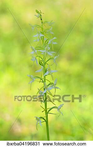 Lesser Butterfly-orchid (Platanthera bifolia), inflorescence, Baden-Wurttemberg, Germany, Europe View Large Photo Image Stock Image - Lesser Butterfly-orchid (Platanthera bifolia), inflorescence, Baden-Wurttemberg, Germany, Europe. Fotosearch