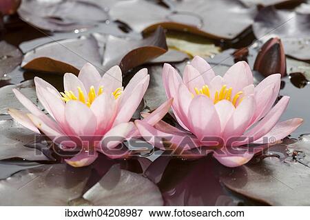 Lilies (Nymphaea), North Rhine-Westphalia, Germany, Europe View Large Photo Image Stock Photo - Lilies (Nymphaea), North Rhine-Westphalia, Germany, Europe. Fotosearch