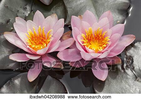 Stock Photo - Lilies (Nymphaea), North Rhine-Westphalia, Germany, Europe. Fotosearch