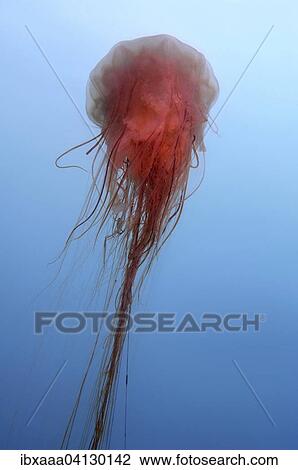 Lion's Mane Jellyfish (Cyanea capillata), Sea of Japan, Rudnaya Pristan, Primorsky Krai, Russia, Europe View Large Photo Image Stock Image - Lion's Mane Jellyfish (Cyanea capillata), Sea of Japan, Rudnaya Pristan, Primorsky Krai, Russia, Europe. Fotosearch