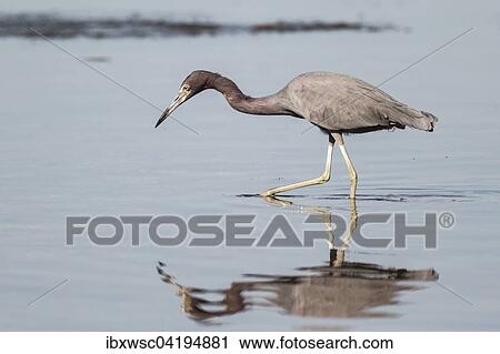 Little Blue Heron (Egretta caerulea) hunting, standing in water, Sanibel Island, Florida, USA, North America View Large Photo Image Stock Image - Little Blue Heron (Egretta caerulea) hunting, standing in water, Sanibel Island, Florida, USA, North America. Fotosearch