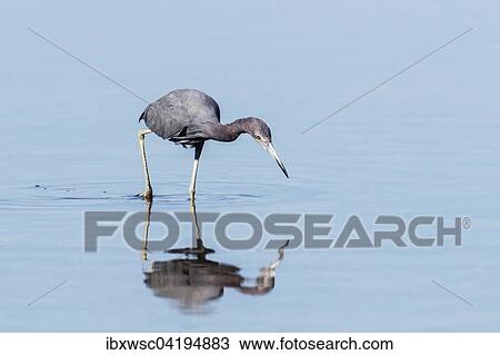 Little Blue Heron (Egretta caerulea) hunting, standing in water, Sanibel Island, Florida, USA, North America View Large Photo Image Stock Image - Little Blue Heron (Egretta caerulea) hunting, standing in water, Sanibel Island, Florida, USA, North America. Fotosearch