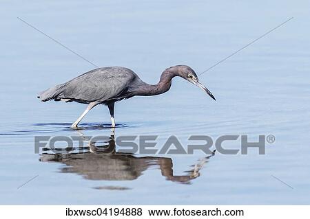 Little Blue Heron (Egretta caerulea) hunting, standing in water, Sanibel Island, Florida, USA, North America View Large Photo Image Stock Photo - Little Blue Heron (Egretta caerulea) hunting, standing in water, Sanibel Island, Florida, USA, North America. Fotosearch
