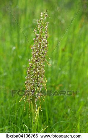 Lizard Orchid (Himantoglossum hircinum) with raindrops, inflorescence, Baden-Wurttemberg, Germany, Europe View Large Photo Image Stock Photograph - Lizard Orchid (Himantoglossum hircinum) with raindrops, inflorescence, Baden-Wurttemberg, Germany, Europe. Fotosearch