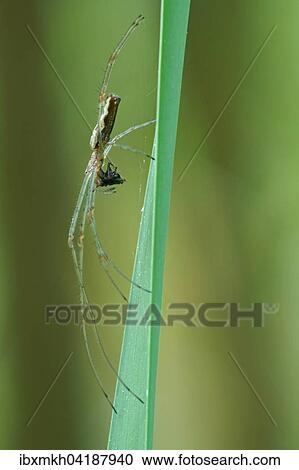 Long-jawed orb-weaver spider (Tetragnatha extensa) with prey, Hesse, Germany, Europe View Large Photo Image Stock Image - Long-jawed orb-weaver spider (Tetragnatha extensa) with prey, Hesse, Germany, Europe. Fotosearch