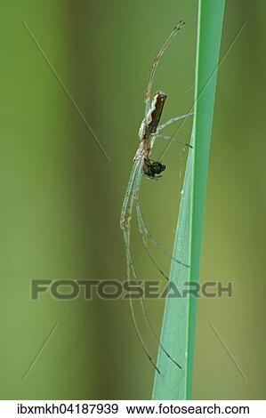 Long-jawed orb-weaver spider (Tetragnatha extensa) with prey, Hesse, Germany, Europe View Large Photo Image Stock Photo - Long-jawed orb-weaver spider (Tetragnatha extensa) with prey, Hesse, Germany, Europe. Fotosearch