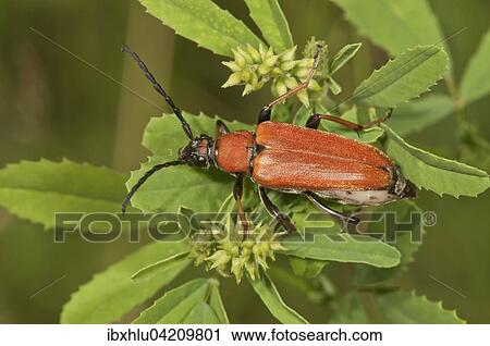 Longhorn beetle (Stictoleptura rubra), Germany, Europe View Large Photo Image Stock Image - Longhorn beetle (Stictoleptura rubra), Germany, Europe. Fotosearch
