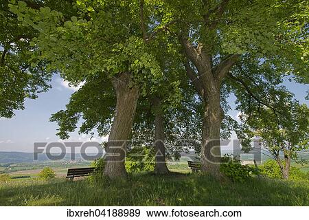 Lookout point underneath three linden trees, above Hirschfelden, Schwabisch Hall, Baden-Wurttemberg, Germany, Europe View Large Photo Image Stock Photo - Lookout point underneath three linden trees, above Hirschfelden, Schwabisch Hall, Baden-Wurttemberg, Germany, Europe. Fotosearch