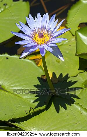 Picture - Lotus flower (Nelumbo), Mauritius, Africa. Fotosearch