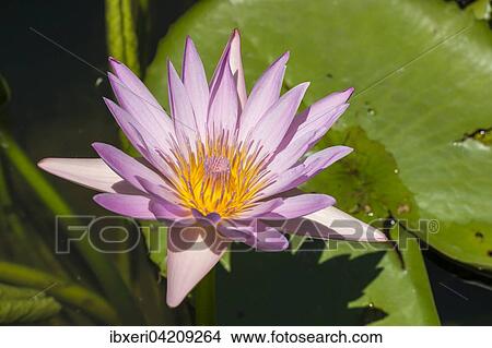 Lotus flower (Nelumbo), Mauritius, Africa View Large Photo Image Picture - Lotus flower (Nelumbo), Mauritius, Africa. Fotosearch