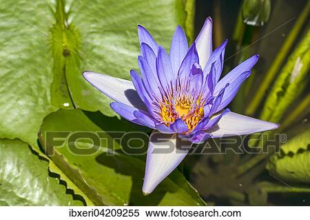 Lotus flower (Nelumbo), Mauritius, Africa View Large Photo Image Stock Photography - Lotus flower (Nelumbo), Mauritius, Africa. Fotosearch