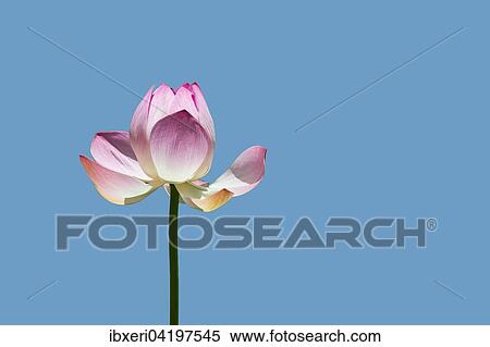 Stock Photography - Lotus flower (Nelumbo sp. ) against blue. Fotosearch
