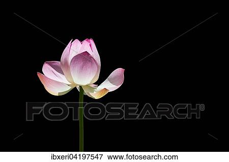 Lotus flower (Nelumbo sp. ) against black View Large Photo Image Stock Photo - Lotus flower (Nelumbo sp. ) against black. Fotosearch