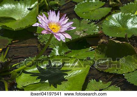 Lotus flower (Nelumbo sp. ), Mauritius, Africa View Large Photo Image Stock Image - Lotus flower (Nelumbo sp. ), Mauritius, Africa. Fotosearch