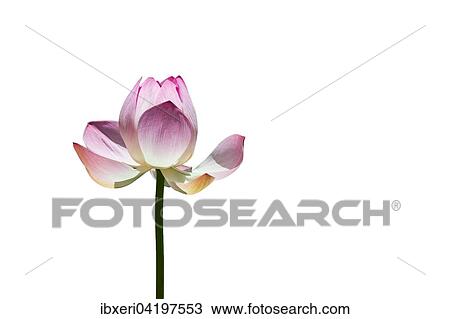 Lotus flower (Nelumbo sp. ) View Large Photo Image Stock Image - Lotus flower (Nelumbo sp. ). Fotosearch