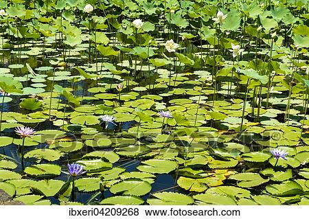 Lotus flowers (Nelumbo) in a pond, Mauritius, Africa View Large Photo Image Stock Photo - Lotus flowers (Nelumbo) in a pond, Mauritius, Africa. Fotosearch